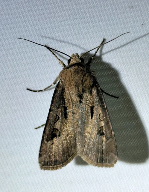 Agrotis exclamationis - felkiáltójeles földibagoly