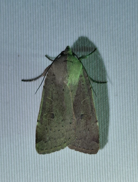 Noctua comes - kis sárgafűbagoly
