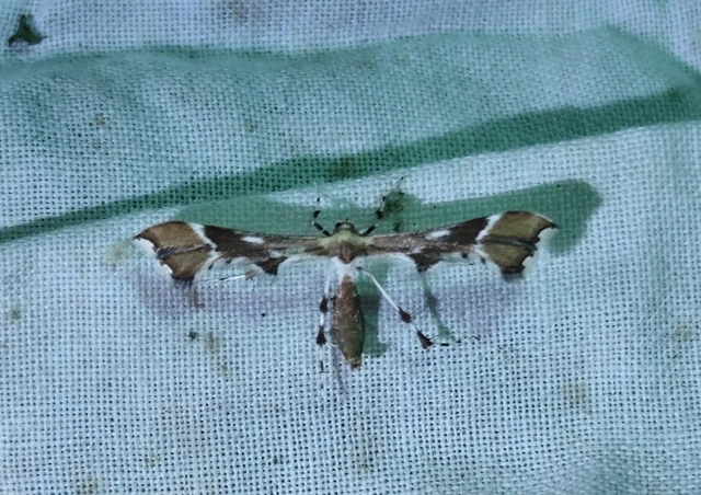 Cnaemidophorus rhododactyla - rózsabogyó-tollasmoly
