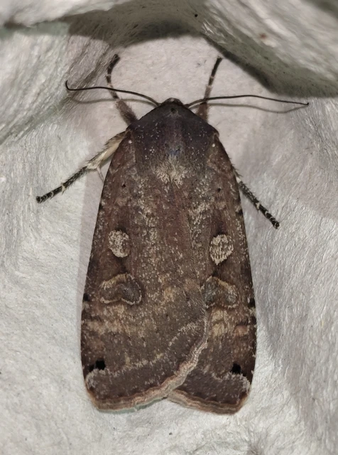 Noctua pronuba - nagy sárgafűbagoly