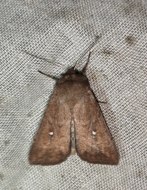 Mythimna albipuncta - fehérpettyes rétibagoly