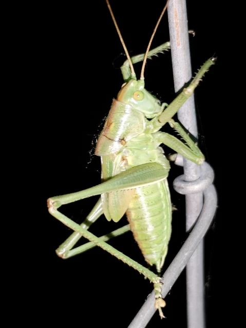 Gampsocleis glabra - tőrös szöcske