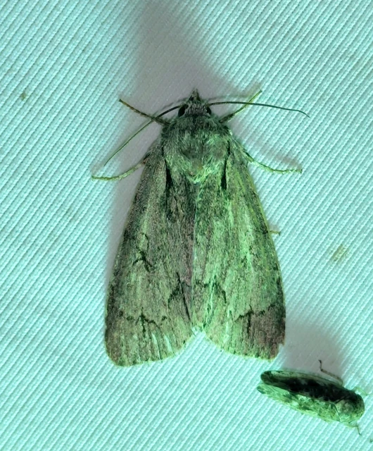 Acronicta cuspis/tridens/psi