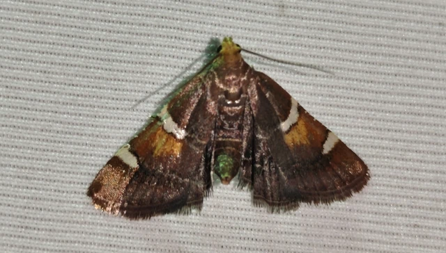 Pyralis regalis - pompás fényilonca