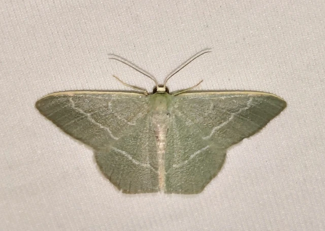 Chlorissa viridata - üdezöld araszoló