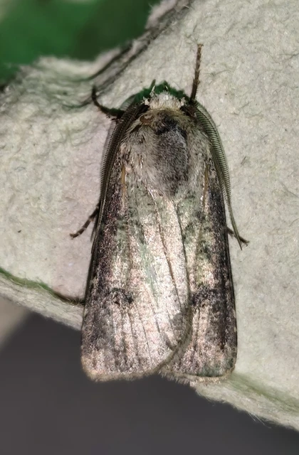 Agrotis clavis - zömök földibagoly
