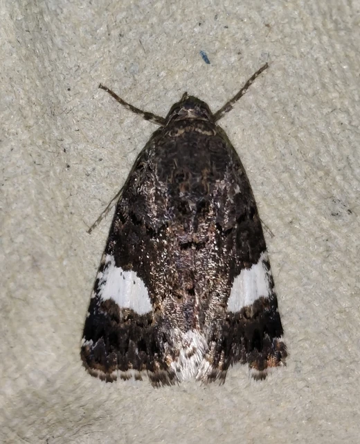 Tyta luctuosa - fekete nappalibagoly