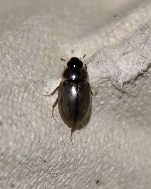 Hydrophilidae - csiborfélék