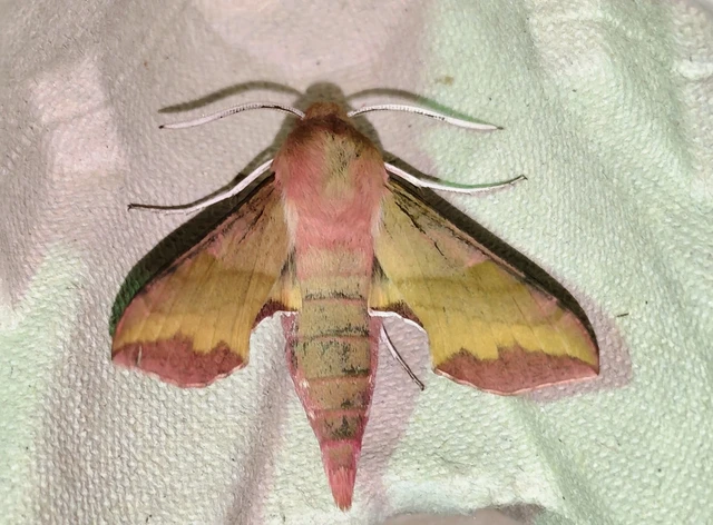Deilephila porcellus - piros szender
