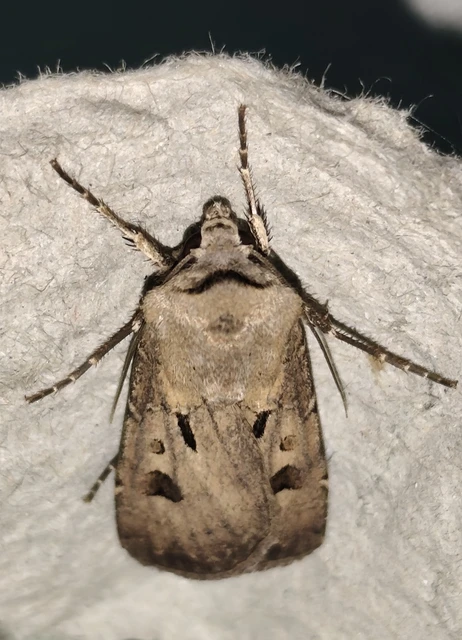 Agrotis exclamationis - felkiáltójeles földibagoly