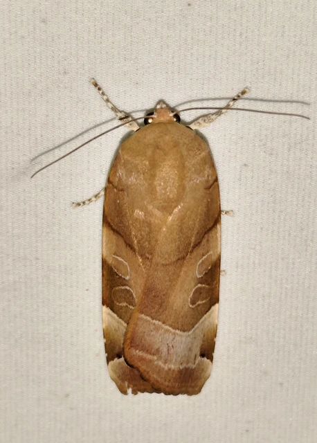 Noctua fimbriata - szélessávú sárgafűbagoly