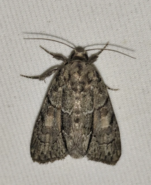 Cryphia fraudatricula - homoki zuzmóbagoly