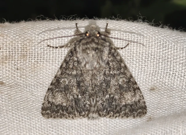 Acronicta megacephala - nagyfejű szigonyosbagoly