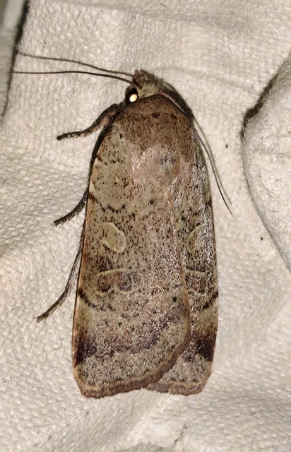 Noctua comes - kis sárgafűbagoly