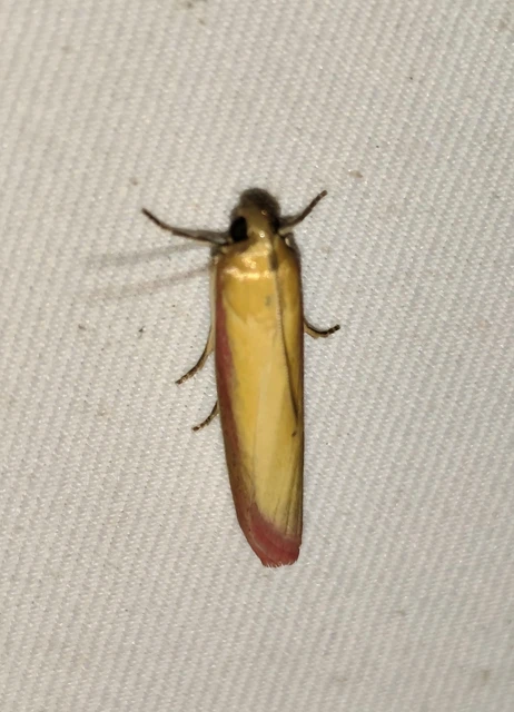 Oncocera semirubella - lucernamoly