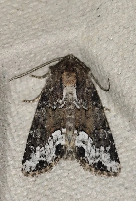Oligia strigilis - kormos dudvabagoly