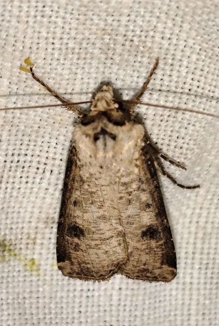 Agrotis clavis - zömök földibagoly