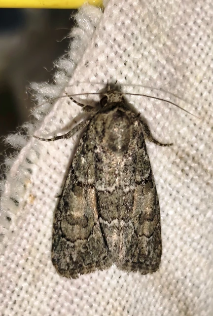 Cryphia fraudatricula - homoki zuzmóbagoly