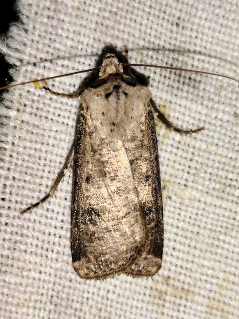 Agrotis clavis - zömök földibagoly