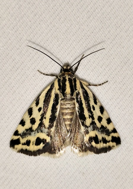 Emmelia trabealis - zebrabagoly