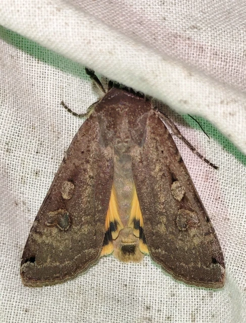 Noctua pronuba - nagy sárgafűbagoly
