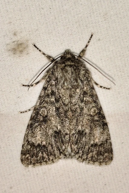 Acronicta megacephala - nagyfejű szigonyosbagoly