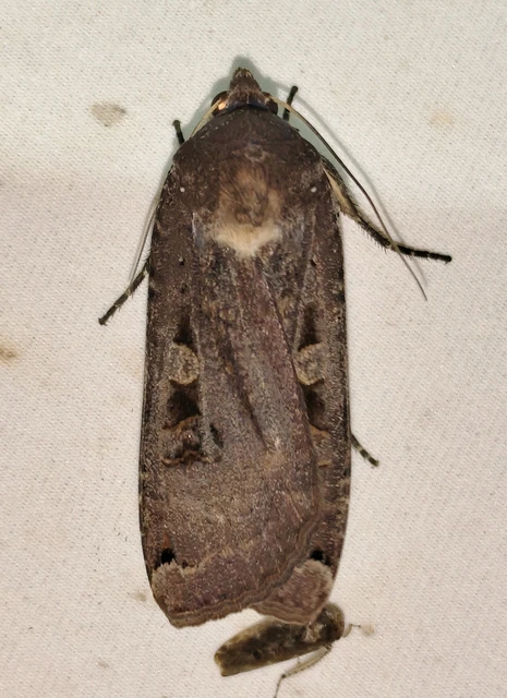 Noctua pronuba - nagy sárgafűbagoly