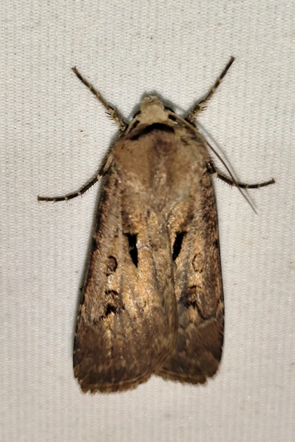 Agrotis exclamationis - felkiáltójeles földibagoly