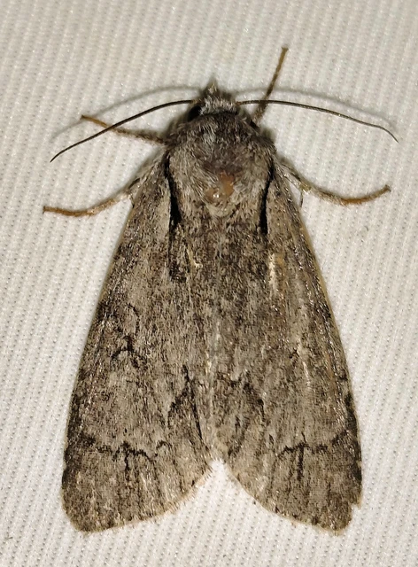 Acronicta cuspis/tridens/psi