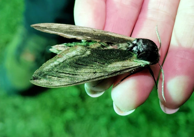 Sphinx ligustri - fagyalszender