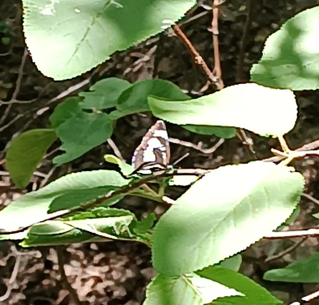 Neptis rivularis - nagy fehérsávoslepke