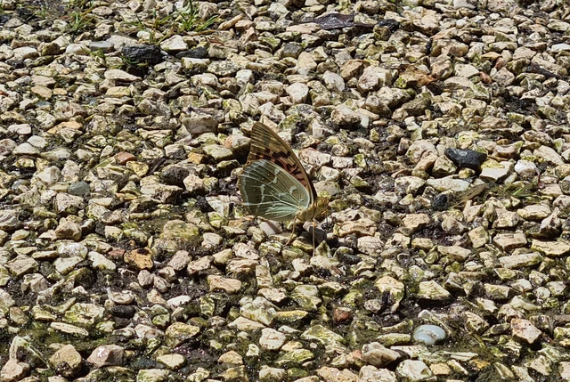 Argynnis pandora - zöldes gyöngyházlepke