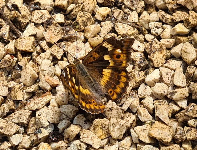 Apatura ilia - kis színjátszólepke