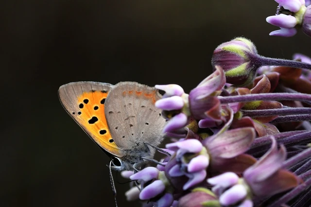 Lycaena phlaeas - közönséges tűzlepke Lycaena phlaeas - közönséges tűzlepke