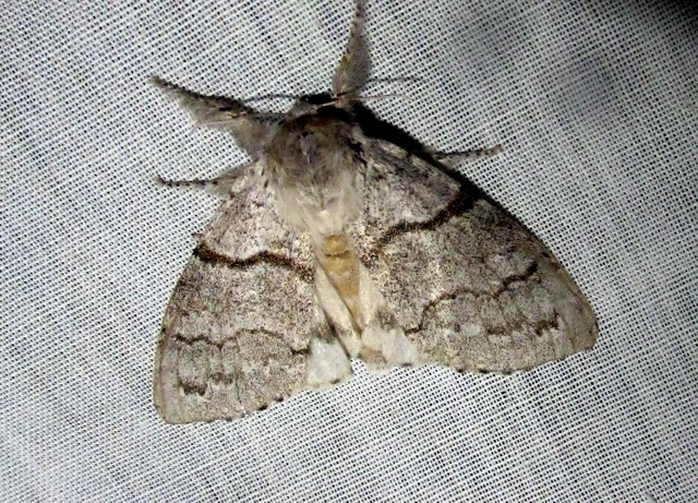 Calliteara pudibunda - hamvasszövő