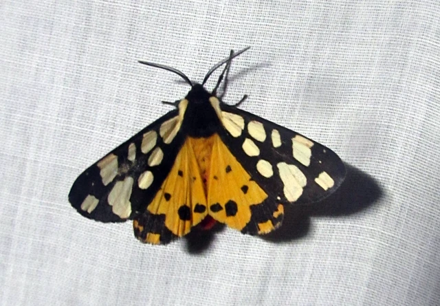 Arctia villica - fekete medvelepke