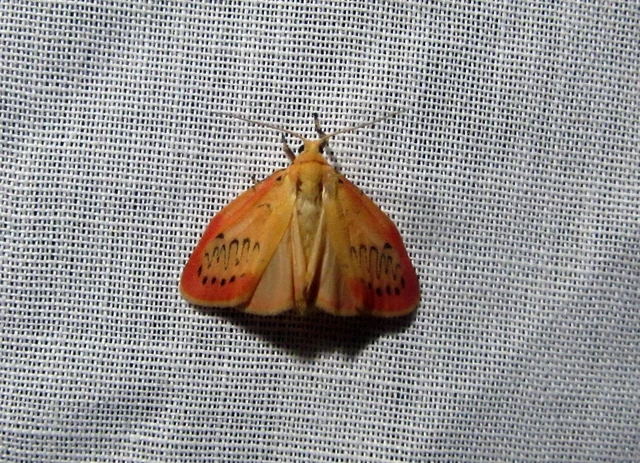 Miltochrista miniata - piros medvelepke