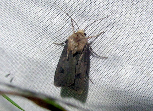 Agrotis exclamationis - felkiáltójeles földibagoly