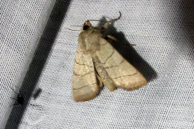 Charanyca trigrammica - háromsávos lombbagoly