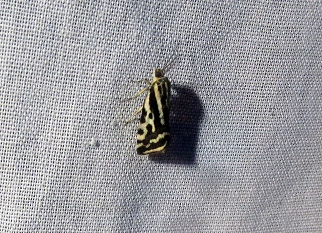 Emmelia trabealis - zebrabagoly