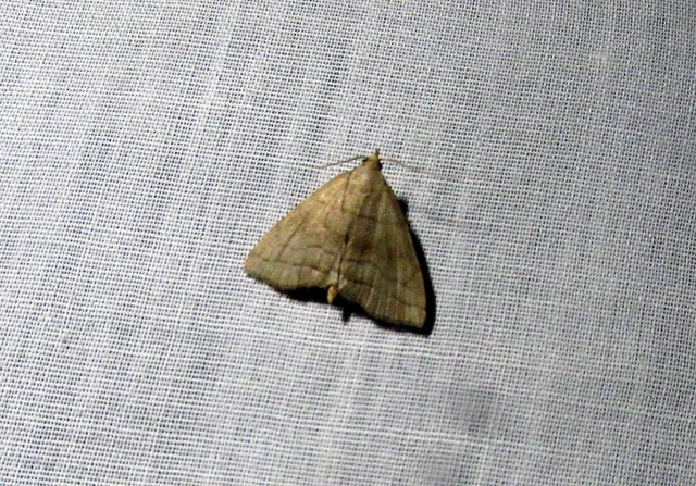 Herminia tarsicrinalis - szőröslábú karcsúbagoly