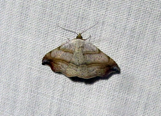 Laspeyria flexula - zuzmóbagoly