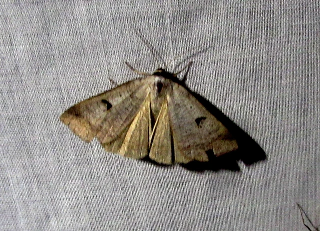 Lygephila pastinum - közönséges csüdfűbagoly