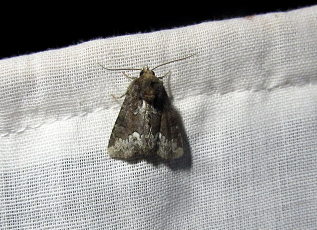 Oligia strigilis - kormos dudvabagoly