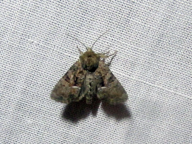 Oligia strigilis/latruncula/versicolor