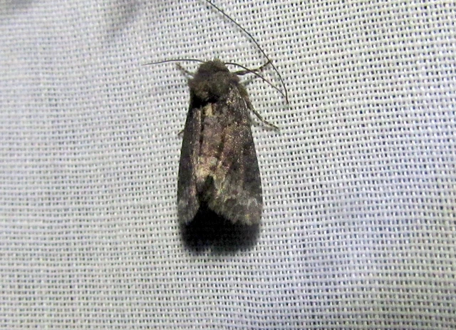 Oligia strigilis - kormos dudvabagoly
