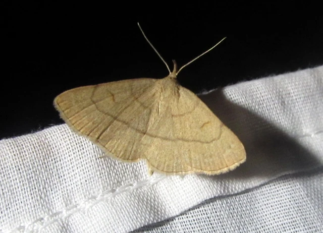 Paracolax tristalis - sárgás karcsúbagoly