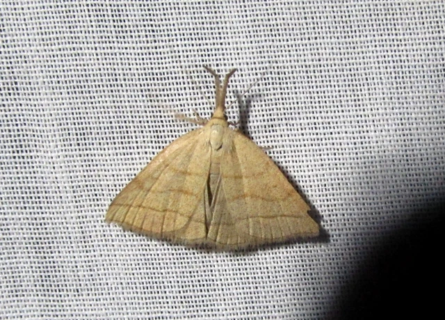 Polypogon tentacularia - sötétaljú karcsúbagoly