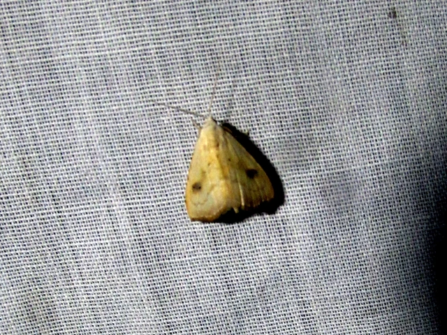 Rivula sericealis - selymes lórombagoly