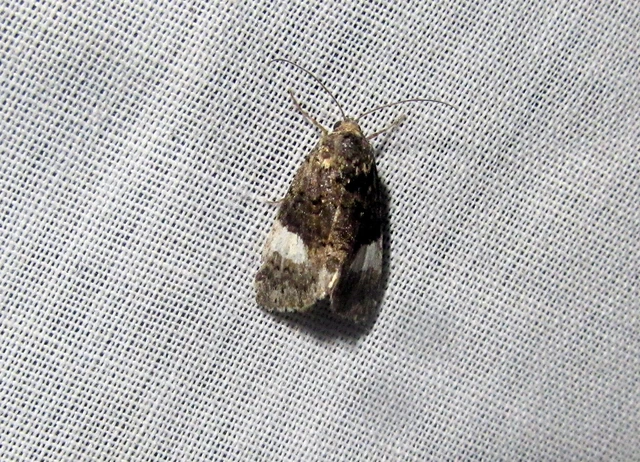 Tyta luctuosa - fekete nappalibagoly